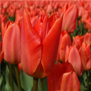 Tulip 'Orange Brilliant'